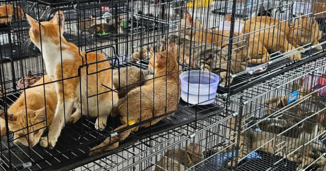 cats-screenshot-2026-10-05-064332
