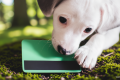 How pet insurance can allow you to spend more on your pets