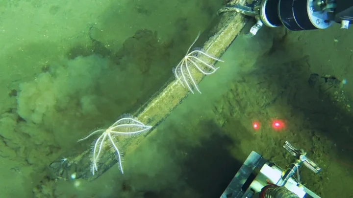 World’s largest whale graveyard discovered by sub at bottom of ocean: “Completely unexpected”