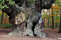 1,200-year-old Robin Hood oak tree in Sherwood Forest has died, group says: “Heartbreaking for everyone”