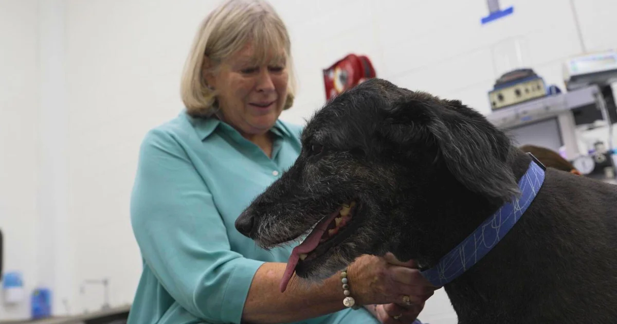 dog-aging-video-cooper