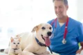 FDA clears emergency use of drug to fight screwworm infections in pets