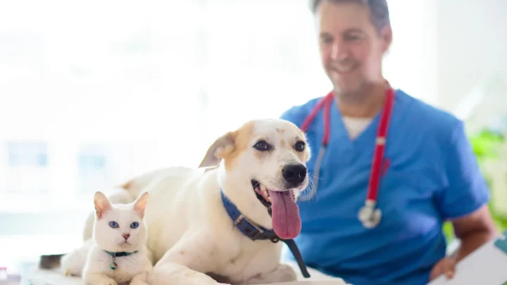 FDA clears emergency use of drug to fight screwworm infections in pets
