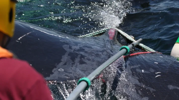 Humpback whale caught in fishing rope freed off Massachusetts: “It was an honor,” rescuers said