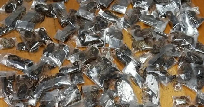 150 live venomous scorpions found hidden in man’s clothes and luggage at airport, South Africa police say