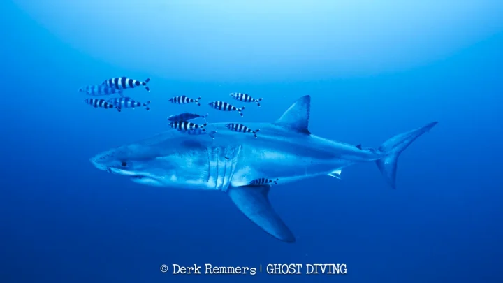 Great white shark captured on video in Mediterranean Sea in “insane” sighting