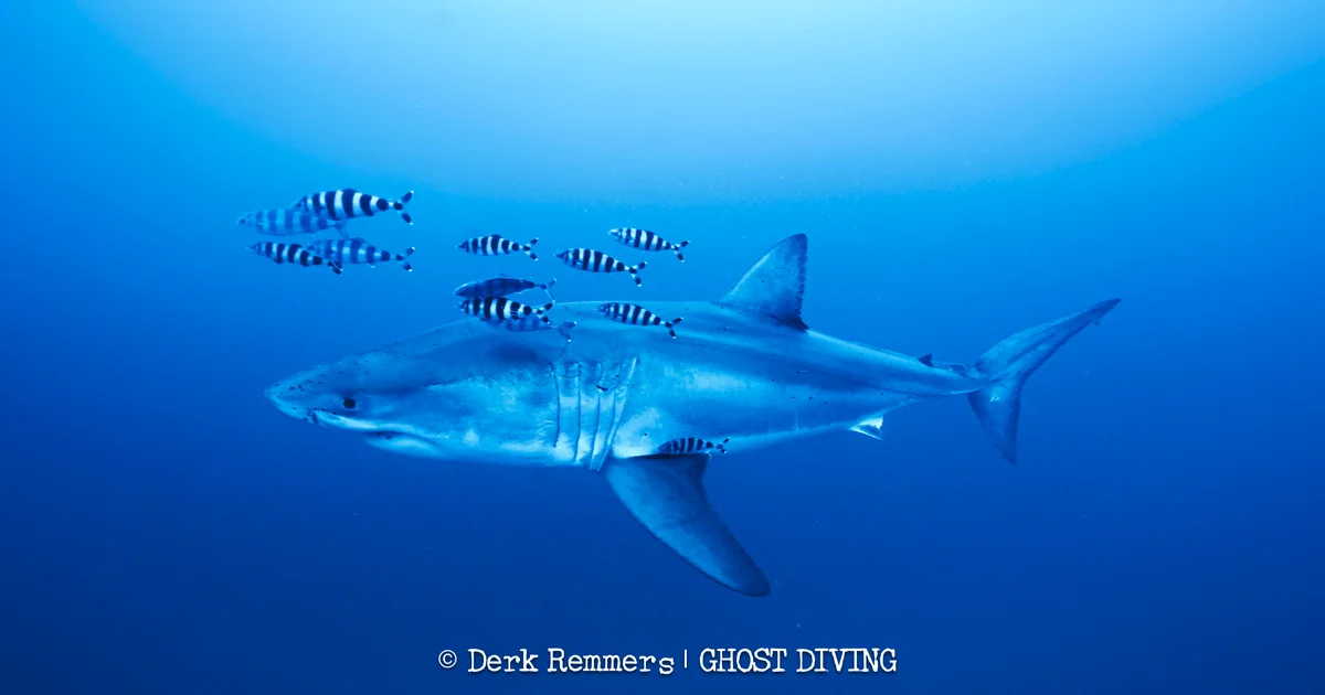 whiteshark-dr-4-derk-remmers