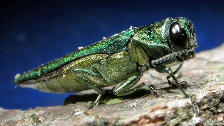 Tree-killing Asian beetle that has wreaked havoc in U.S. detected in EU for first time