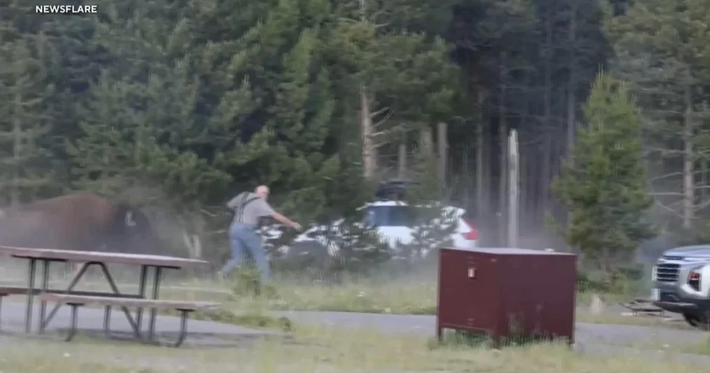 cbsn-fusion-video-shows-bison-charging-at-65-year-old-man-at-yellowstone-national-park-thumbnail