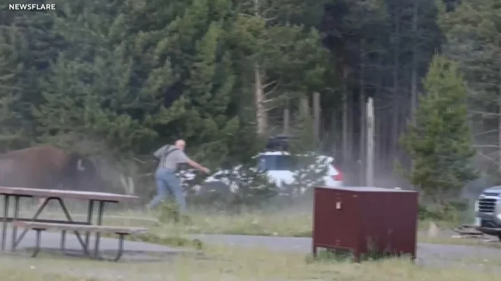 Bison tosses man 8 feet in the air at Yellowstone National Park, video shows