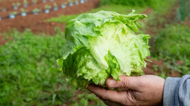 Taylor Farms pulls iceberg lettuce linked to cyclosporiasis outbreak