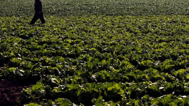 Farm linked to cyclosporiasis outbreak hadn’t been inspected in 7 years as FDA lags on foreign inspection targets