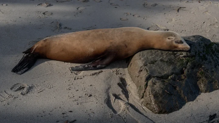 Man caught on video kicking sea lion pleads guilty, faces prison time: “Federal crime. Federal consequences.”