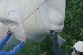 7 more beluga whales arrive in Texas as international relocation effort continues