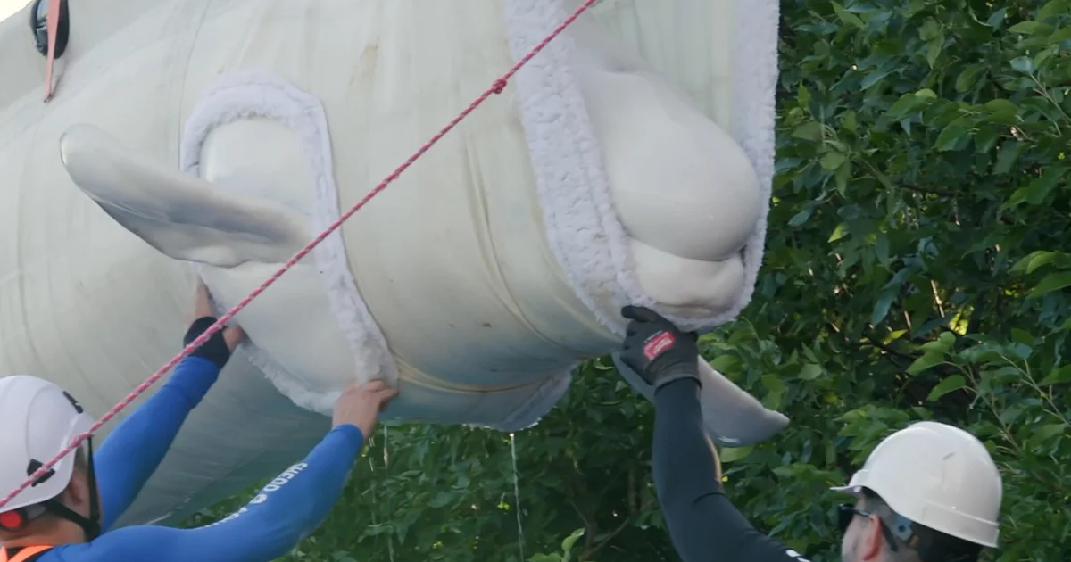 beluga2