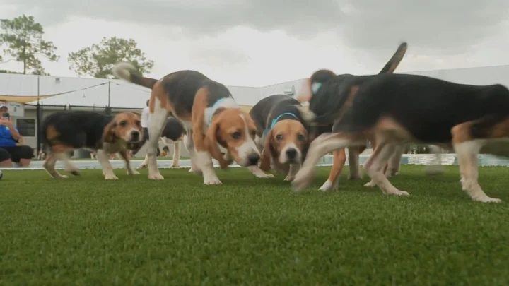 Thousands of beagles bred for research get a new life as questions mount over federal oversight