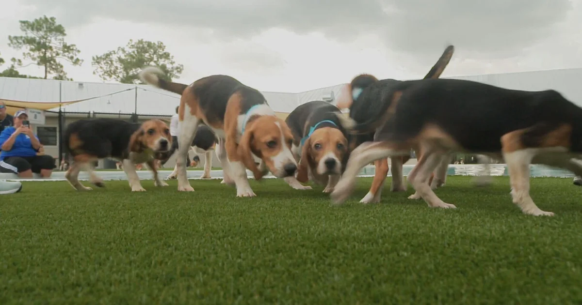 rescued-beagles-yamaguchi-frame-5565