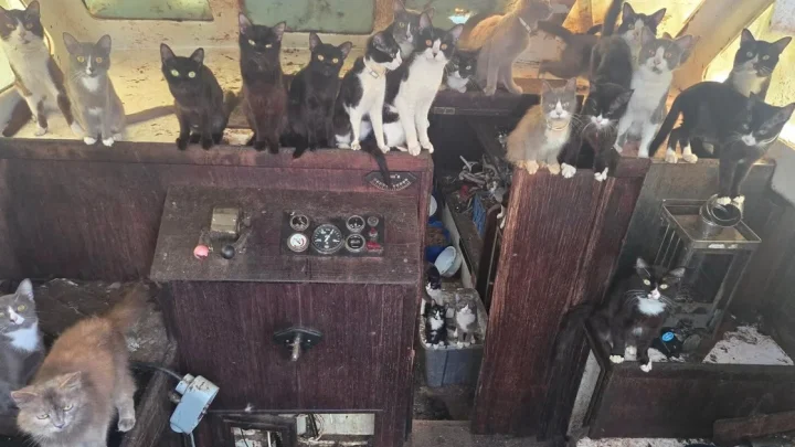 60 cats rescued from abandoned sailboat anchored off beach in Washington state