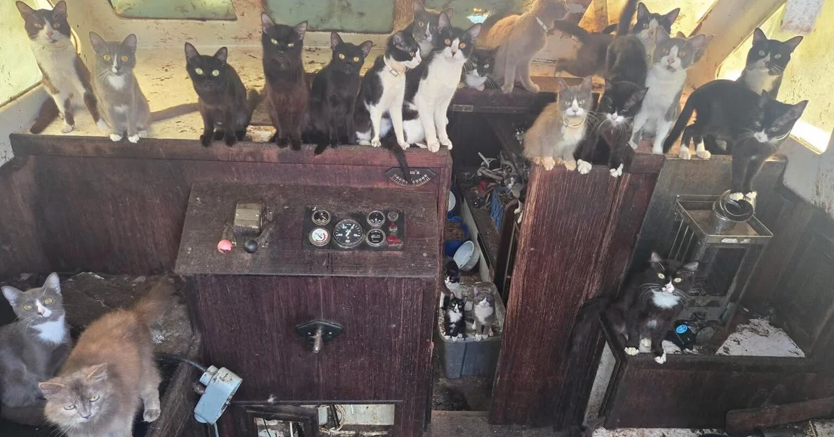 tacoma-cats