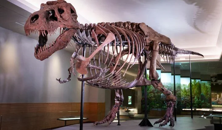 sue-the-t-rex