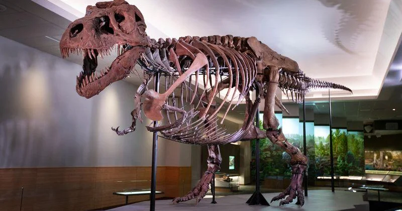 sue-the-t-rex